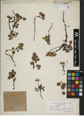 Foto von Salix herbacea L.